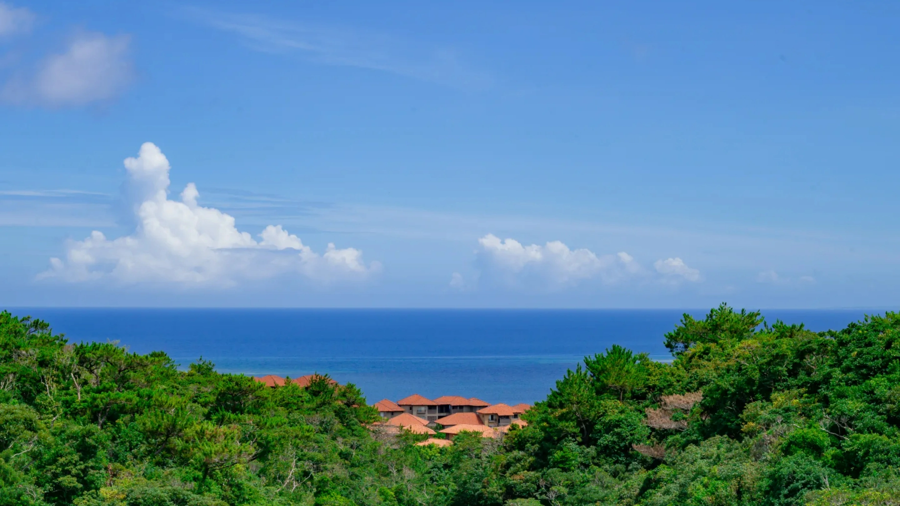 沖縄の自然を想起させる背景イメージ